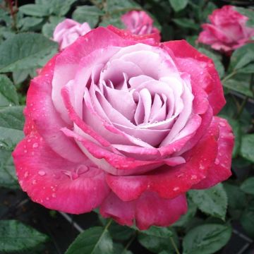 Roseira de flor grande Blue River