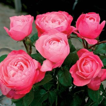 Roseira perfumada Generosa Bruno Perpoint