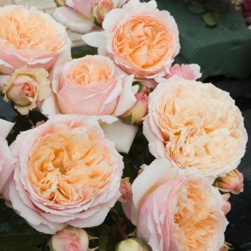 Roseira perfumada Generosa Charles de Nervaux