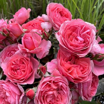 Rosier à fleurs groupées Comtesse Liger-Belair Rosier à fleurs groupées Comtesse Liger-Belair