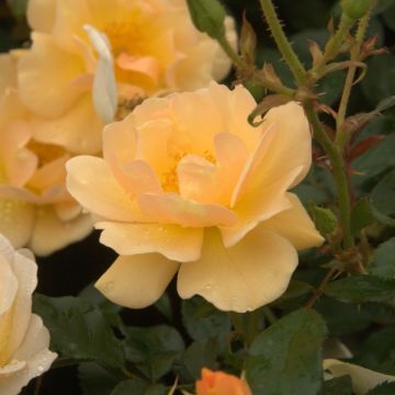 Roseira miniatura Amber Sun