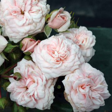 Roseira floribunda Emile Garcin