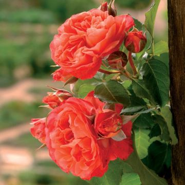 Roseira perfumada Generosa Emilien Guillot