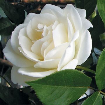 Roseira floribunda Iceberg
