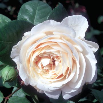 Roseira antiga Fragrant Old White