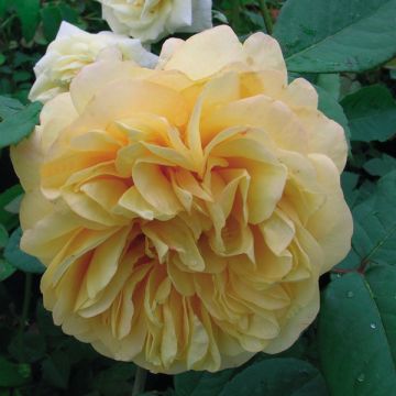 Roseira de flor grande Fragrant Old Yellow