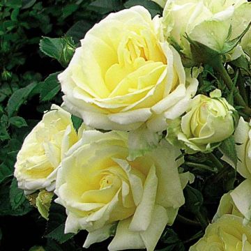 Roseira trepadeira Goldfassade