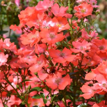 Roseira paisagística Isalia