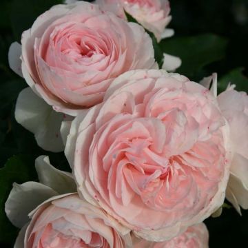 Roseira floribunda Larissa