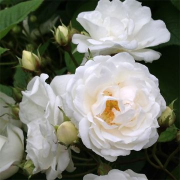 Rosa banksiae Purezza (= The Pearl) - Roseira de Banks