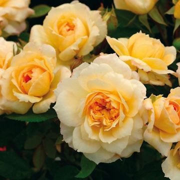 Roseira perfumada Generosa Marc-Antoine Charpentier