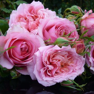 Roseira perfumada Generosa Monique Bouygues