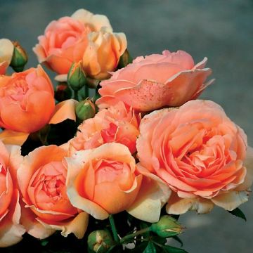 Roseira perfumada Generosa Nicole Mioulane