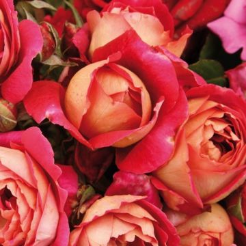 Roseira perfumada Generosa Reine Sammut