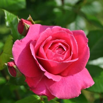 Roseira de flor grande Remember®