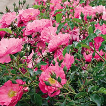 Roseira miniatura Rigo® Neon