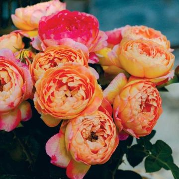 Roseira perfumada GeneRosomane Janon