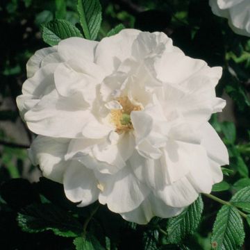 Roseira rugosa Blanc Double de Coubert