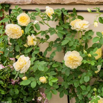 Roseira inglesa The Pilgrim