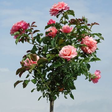 Roseira padrão Botticelli