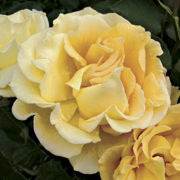 Roseira de flor grande Chinatown