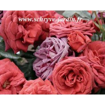 Roseira de flor grande Jocelyn