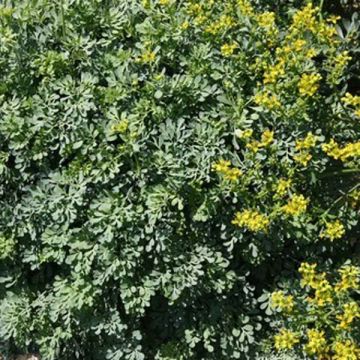 Ruta graveolens Jackman's Blue