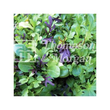 Alfaces de corte contínuo, vibrantes e picantes - Mesclun sementes