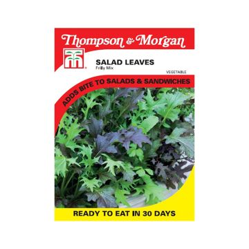 Mistura de alface de folhas frisadas para corte contínuo - Mesclun