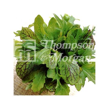 Mistura de alface para cortar Deliciosas e Picantes - Mesclun