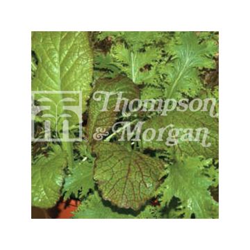 Mostarda-oriental para cortar Oriental