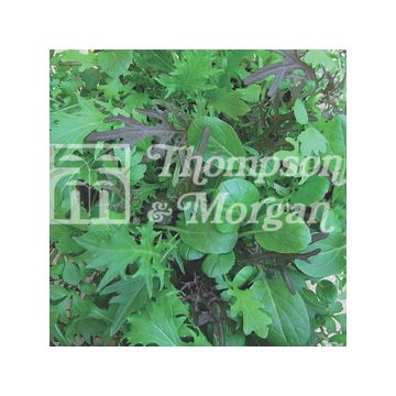 Mistura de alfaces Speedy Mix - Mesclun