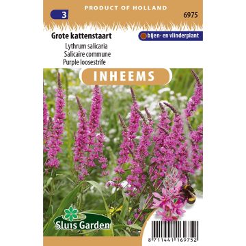 Lythrum salicaria em sementes