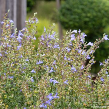 Sálvia splendens Heat Hero Blue - Sálvia-vermelha