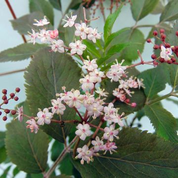 Sambucus nigra Thundercloud