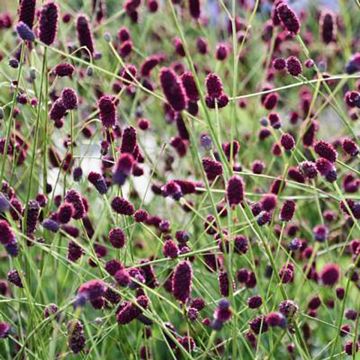 Sanguisorba Plum Drops - Pimpinela