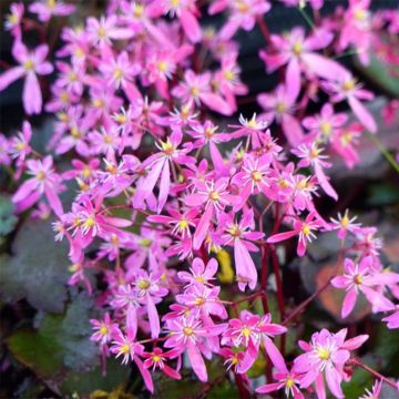 Saxifraga cortusifolia Black Ruby
