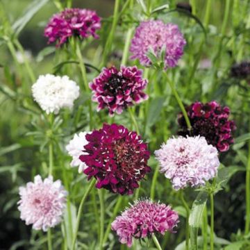 Scabiosa atropurpurea Mix em sementes