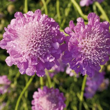 Scabiosa columbaria Pink Mist