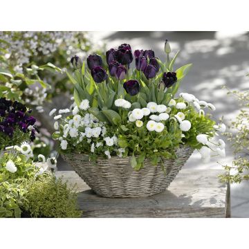 Coleção Primavera Contrastada