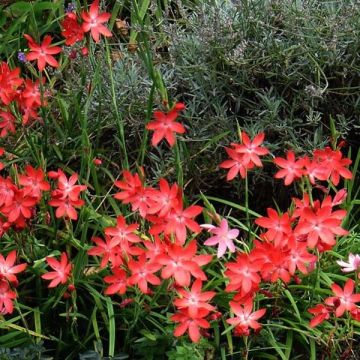Schizostylis coccinea Major
