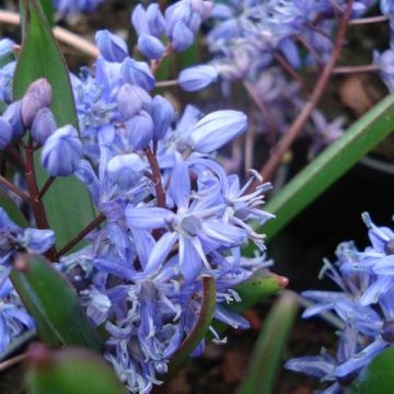 Scilla bifolia - Glória-da-neve