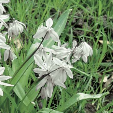 Scilla siberica Alba - Escila-da-sibéria