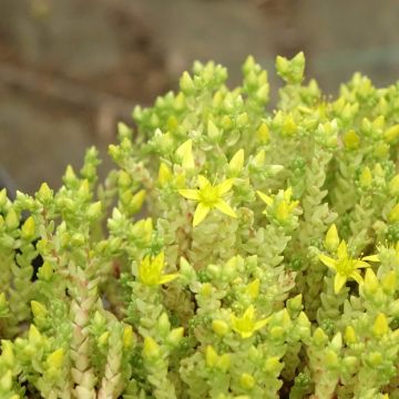 Sedum acre Yellow Queen