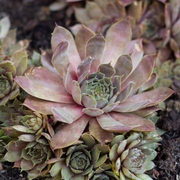 Sempervivum Coral Gray - Joubarbe