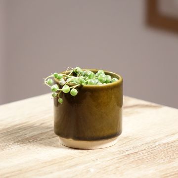 <i>Senecio rowleyanus</i> Variegata - Colar-de-pérolas