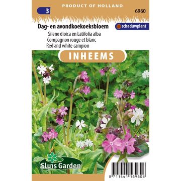 Silene dioica, Silene latifolia Alba em sementes