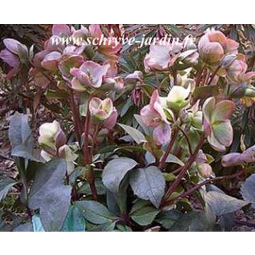 Helleborus nigercors Silvermoon