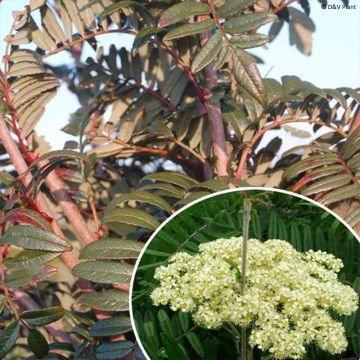 Sorbus scalaris - Sorveira-de-folhas-de-feto