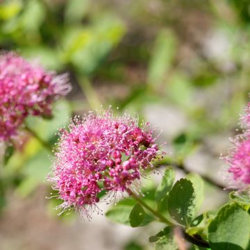 Spiraea densiflora